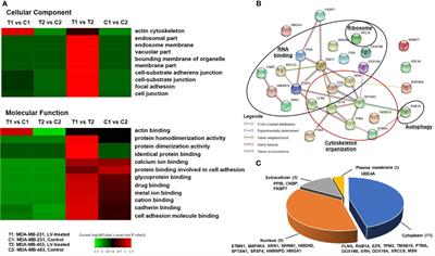 Lovastatin Inhibits EMT and Metastasis of Triple-Negative Breast Cancer Stem Cells Through Dysregulation of Cytoskeleton-Associated Proteins